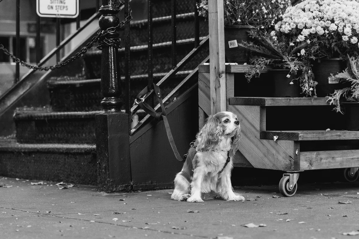Street photography by Azure Tincture — Azure Lens Photography, NYC 1